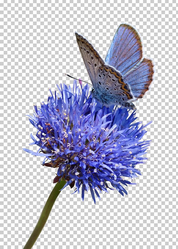 Butterfly Stock Photography Flower Blue White PNG, Clipart, Aster, Blue, Brush Footed Butterfly, Butterfly, Color Free PNG Download