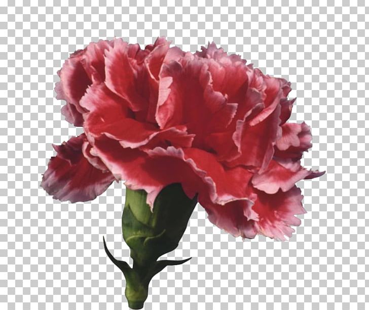 Carnation Cut Flowers Petal Nature PNG, Clipart, Carnation, Caryophyllaceae, Clove, Cut Flowers, Dianthus Free PNG Download