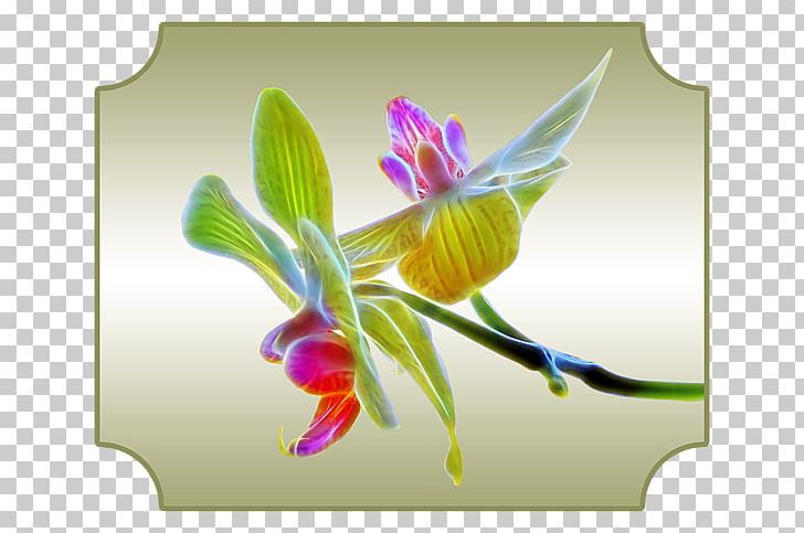 Orchids PNG, Clipart, Art Museum, Billing, Dragon, Flora, Flower Free PNG Download