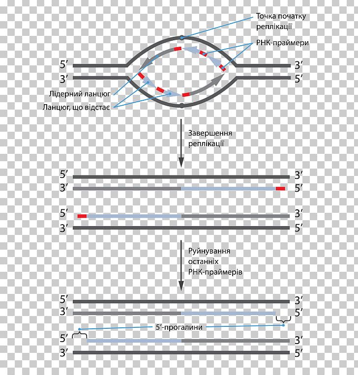 The Telomere Effect Coding Strand DNA Replication PNG, Clipart, Angle, Area, Biology, Cell Division, Chart Free PNG Download
