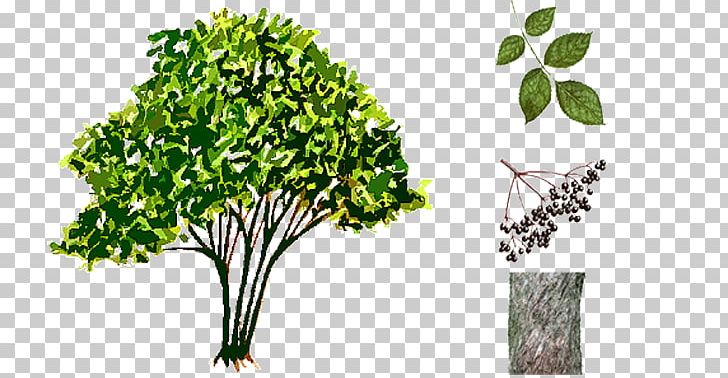 Leaf Vegetable Herb Plant Stem Elder PNG, Clipart, Branch, Branching, Elder, Flora, Flowerpot Free PNG Download