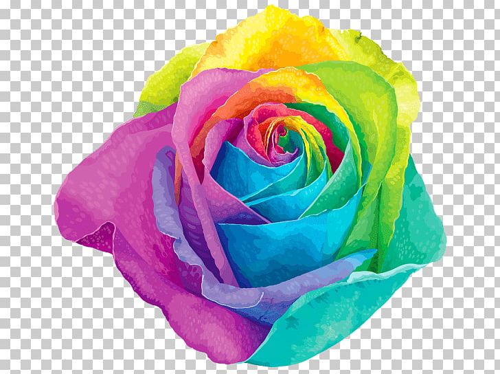 Rainbow Flower PNG, Clipart, Flowers, Nature, Various Free PNG Download
