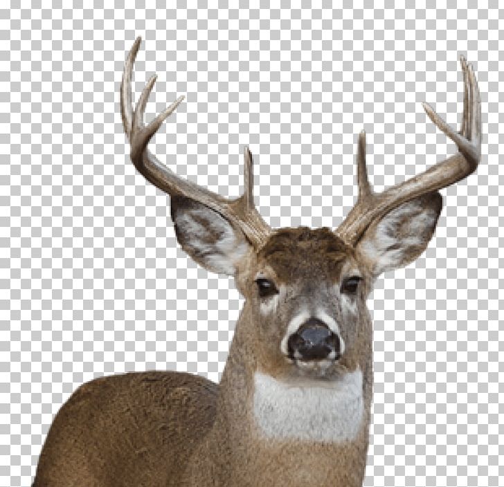White-tailed Deer Reindeer Portable Network Graphics PNG, Clipart, Animals, Antler, Chital, Computer Icons, Deer Free PNG Download