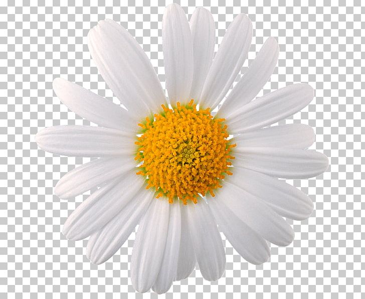 Chamomile Common Daisy Flower Oxeye Daisy PNG, Clipart, Aster, Camomile, Chamomile, Chrysanths, Common Daisy Free PNG Download