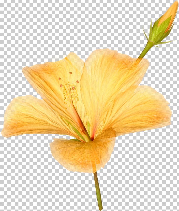 Hawaiian Hibiscus Flower PNG, Clipart, Daylily, Flower, Flowering Plant, Flowers, Hawaii Free PNG Download