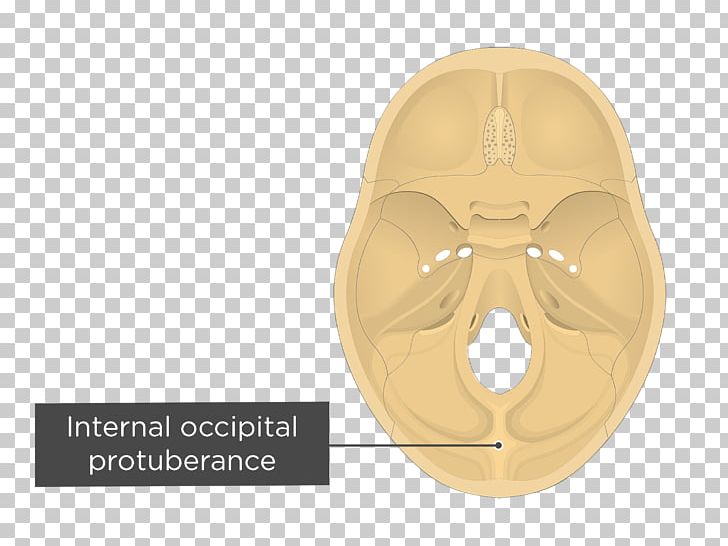 Occipital Bone External Occipital Protuberance Internal Occipital Protuberance Cruciform Eminence Internal Occipital Crest PNG, Clipart, Anatomy, Bone, External Occipital Protuberance, Fantasy, Foramen Magnum Free PNG Download