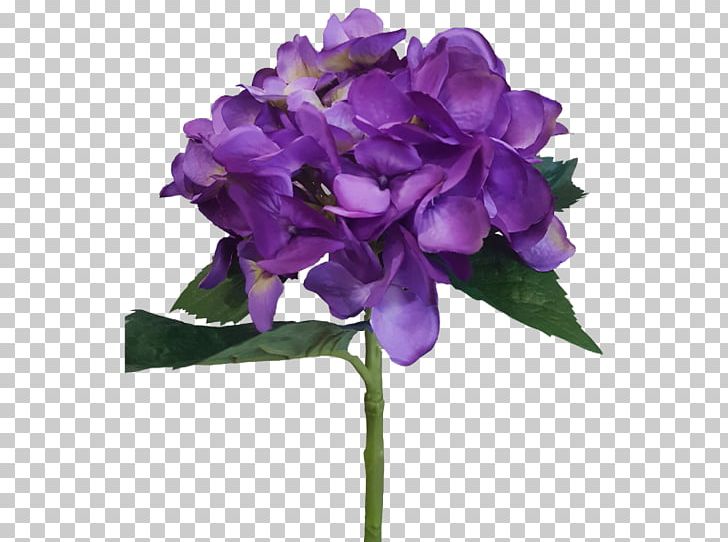 Plant Hydrangea Cut Flowers Violet PNG, Clipart, Annual Plant, Cornales, Cut Flowers, Flower, Flowering Plant Free PNG Download