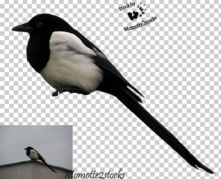 Songbird Eurasian Magpie Crows PNG, Clipart, Animals, Beak, Bird, Crow Like Bird, Crows Free PNG Download