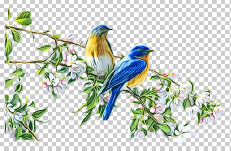 Bird Bluebird Eastern Bluebird Songbird Beak PNG, Clipart, Beak, Bird, Bluebird, Branch, Eastern Bluebird Free PNG Download
