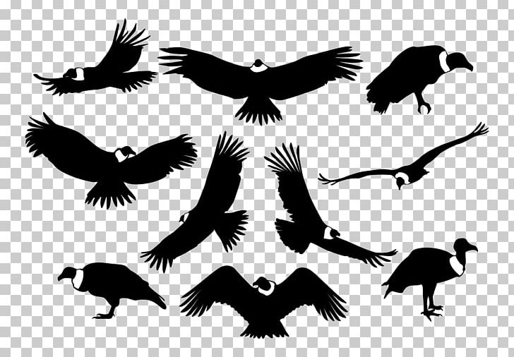 Bird Of Prey Silhouette Condor PNG, Clipart, Andean Condor, Andes, Animal Migration, Animals, Beak Free PNG Download