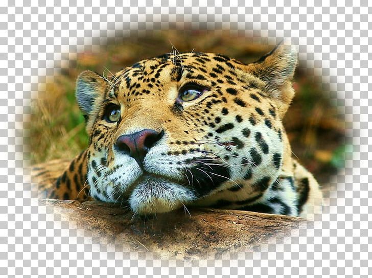 Cheetah Desktop IPhone 4S Leopard Jaguar PNG, Clipart, Animals, Big Cats, Carnivoran, Cat Like Mammal, Cheetah Free PNG Download