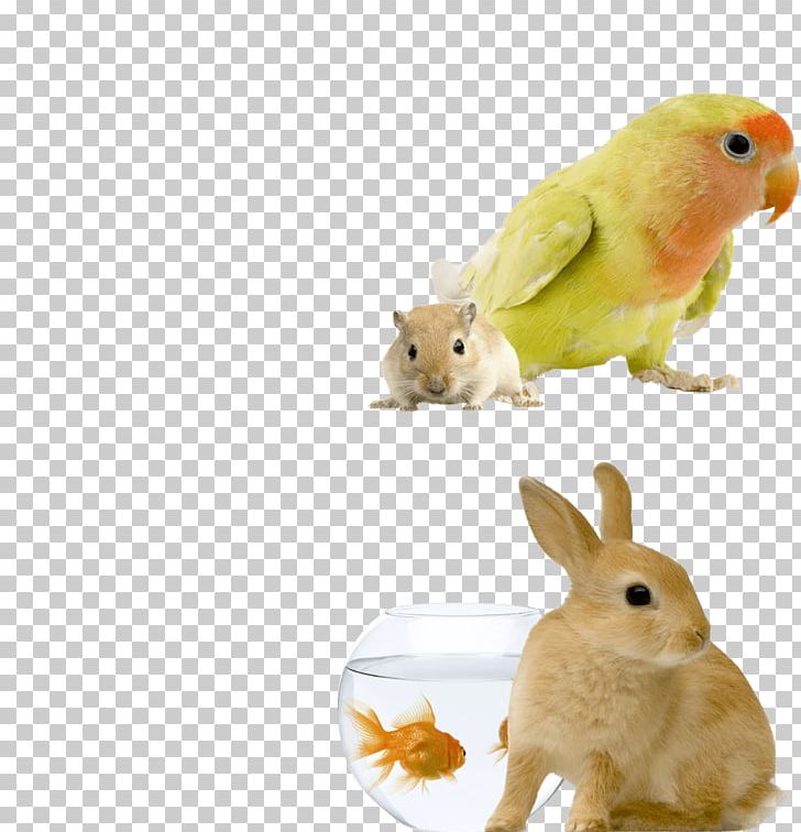 Domestic Rabbit Bird European Rabbit Budgerigar Pet Sitting PNG, Clipart, Animaatio, Animal, Animals, Beak, Bird Free PNG Download