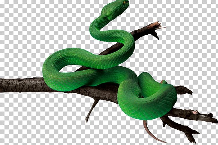 Snakes LA Culebra Verde Reptile Vipers Portable Network Graphics PNG, Clipart, Anaconda, Animal Figure, Boa Constrictor, Emerald Tree Boa, Green Anaconda Free PNG Download