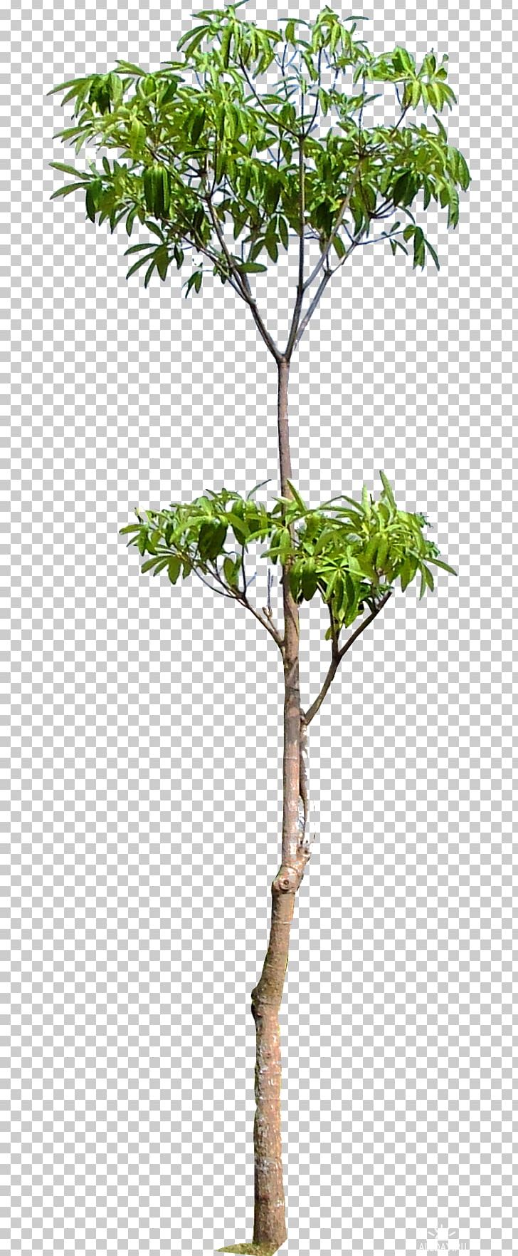 Tree Woody Plant Trunk Branch PNG, Clipart, Branch, Collage, Family Tree, Flowerpot, Houseplant Free PNG Download