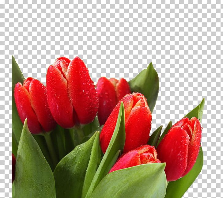 Flower Tulip Dew High-definition Television PNG, Clipart, 4k Resolution, Beautiful Girl, Beauty, Beauty Salon, Bouquet Free PNG Download