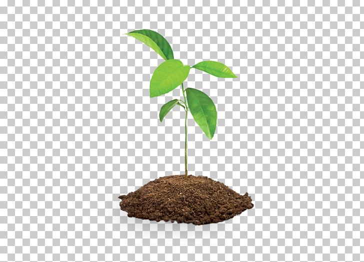 Revolution In A Bottle: How TerraCycle Is Redefining Green Business Tree Plant Oak Drawing PNG, Clipart, Bamboo, Bottle, Cartoon, Drawing, Flowerpot Free PNG Download