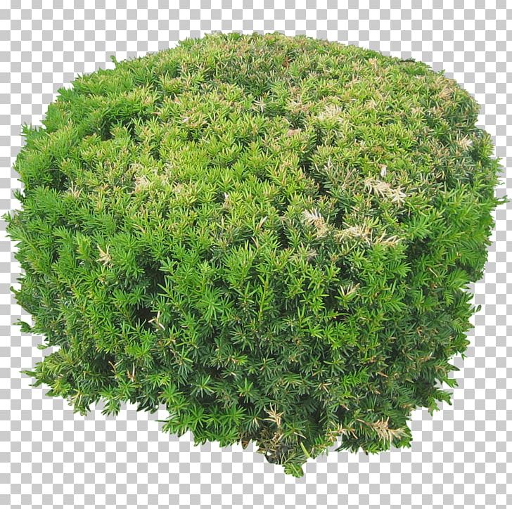 Shrub Tree Rendering PNG, Clipart, Architectural Rendering, Architecture, Biome, Evergreen, Flower Free PNG Download