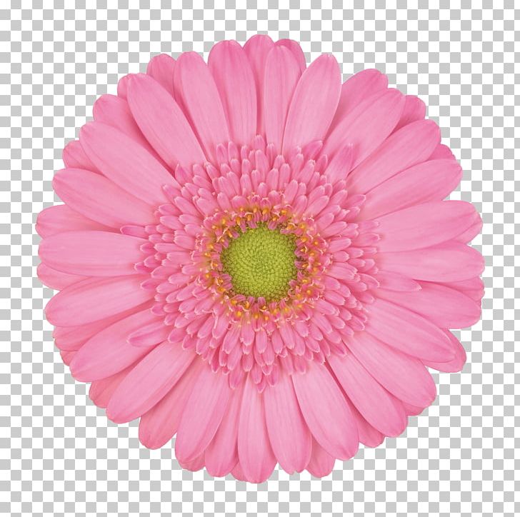 Blume Photography PNG, Clipart, Arrows, Aster, Asterales, Blume, Chrysanths Free PNG Download