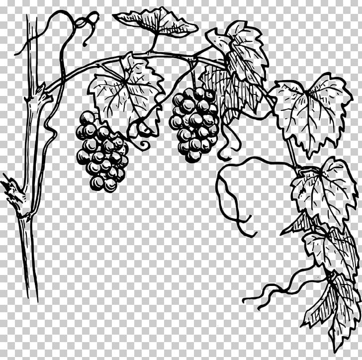 Common Grape Vine Wine PNG, Clipart, Black And White, Branch, Coloring Book, Common Grape Vine, Download Free PNG Download