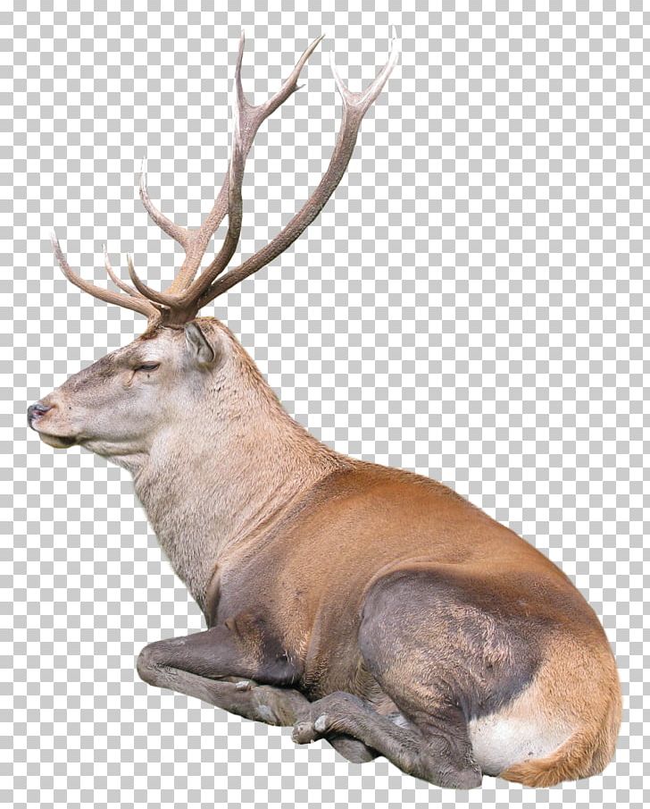 Reindeer Rudolph PNG, Clipart, Animal, Animals, Antler, Christmas, Computer Icons Free PNG Download