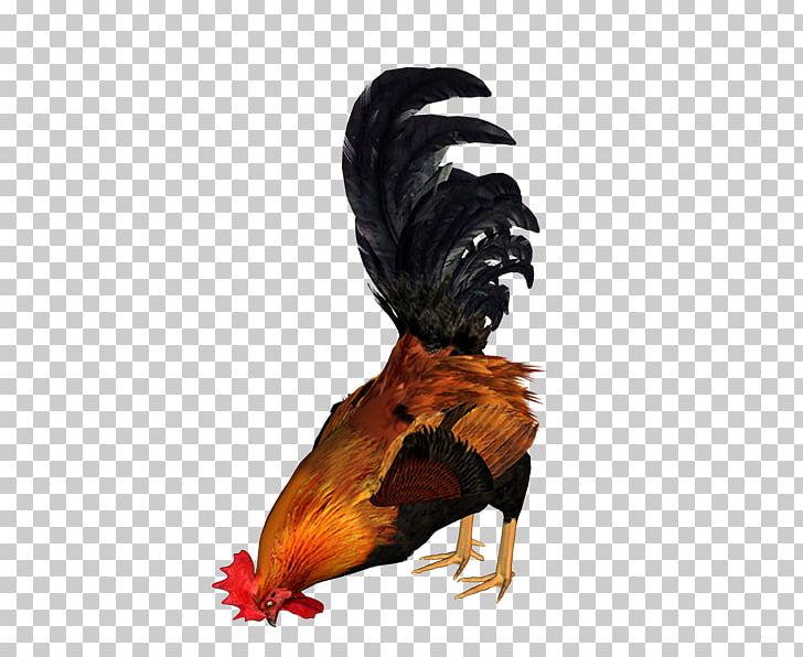 Rooster Chicken Drawing Paper PNG, Clipart, Animal, Animals, Beak, Bird, Chicken Free PNG Download