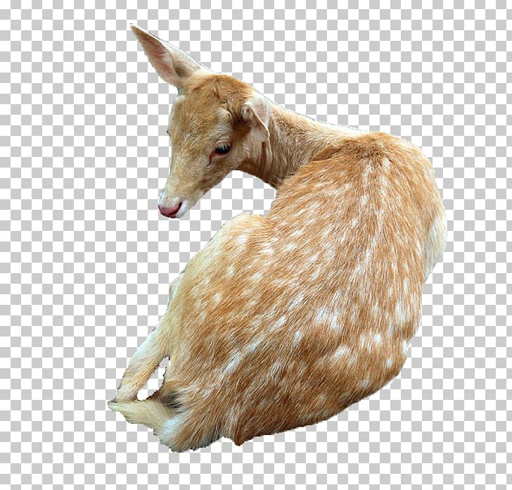 Sika Deer Goat PNG, Clipart, Abdomen, Animals, Caterpillar, Christmas Deer, Cow Goat Family Free PNG Download