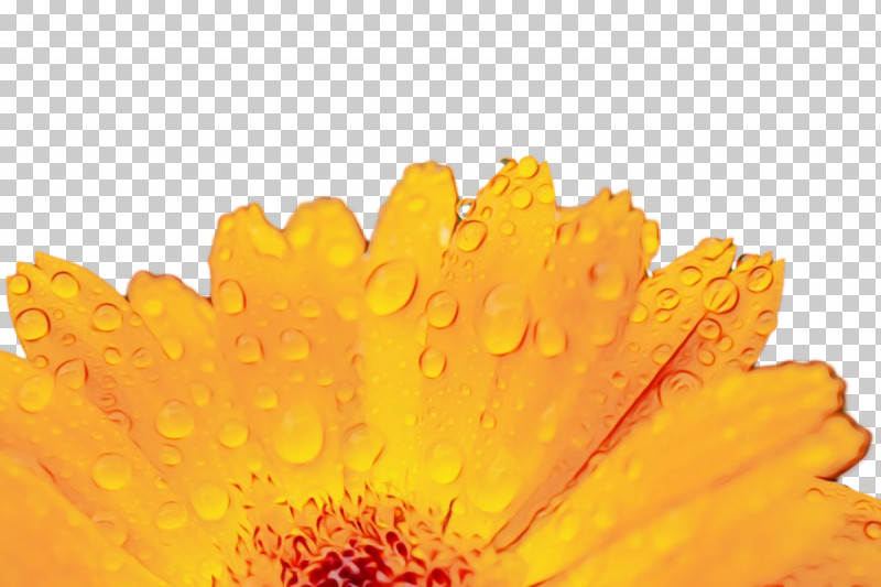 Transvaal Daisy Yellow Pot Marigold Petal Pollen PNG, Clipart, Calendula, Closeup, Computer, M, Paint Free PNG Download