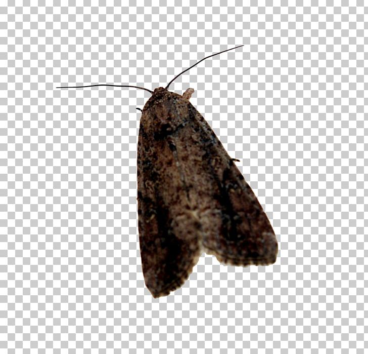 Butterfly Moth Desktop PNG, Clipart, Arthropod, Brush Footed Butterfly, Butterflies And Moths, Butterfly, Desktop Wallpaper Free PNG Download