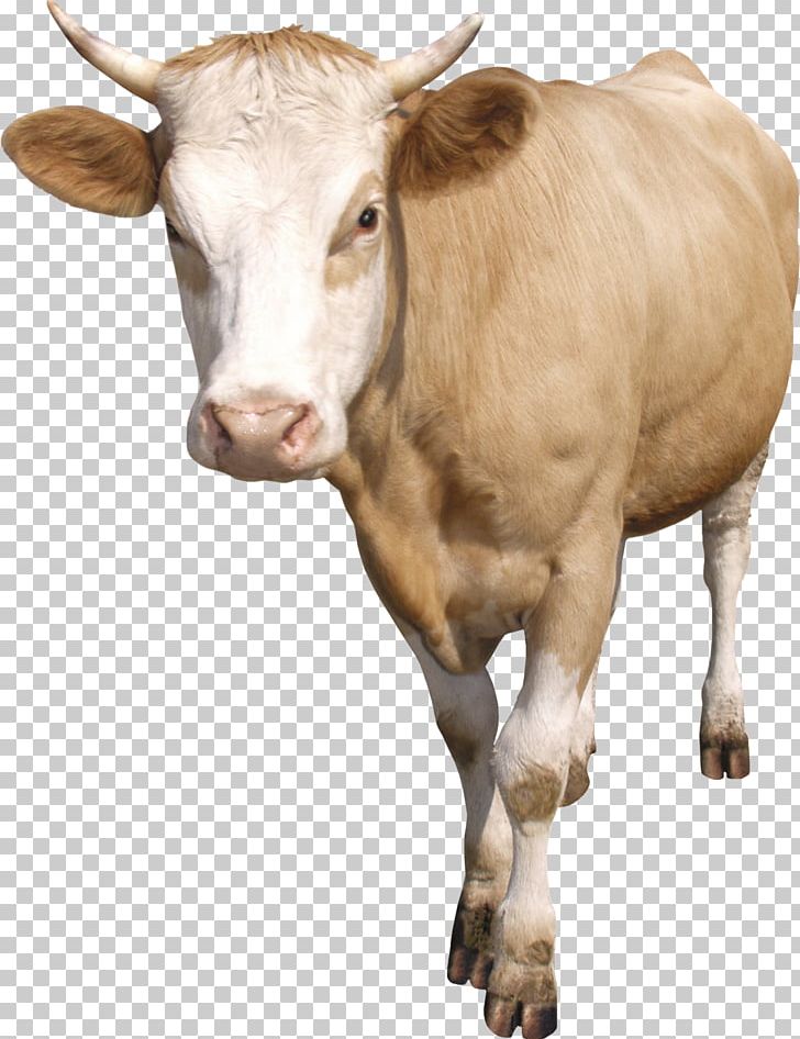 Dairy Cattle Taurine Cattle Calf Ox PNG, Clipart, Black Cow, Bull, Calf, Cattle, Cattle Like Mammal Free PNG Download