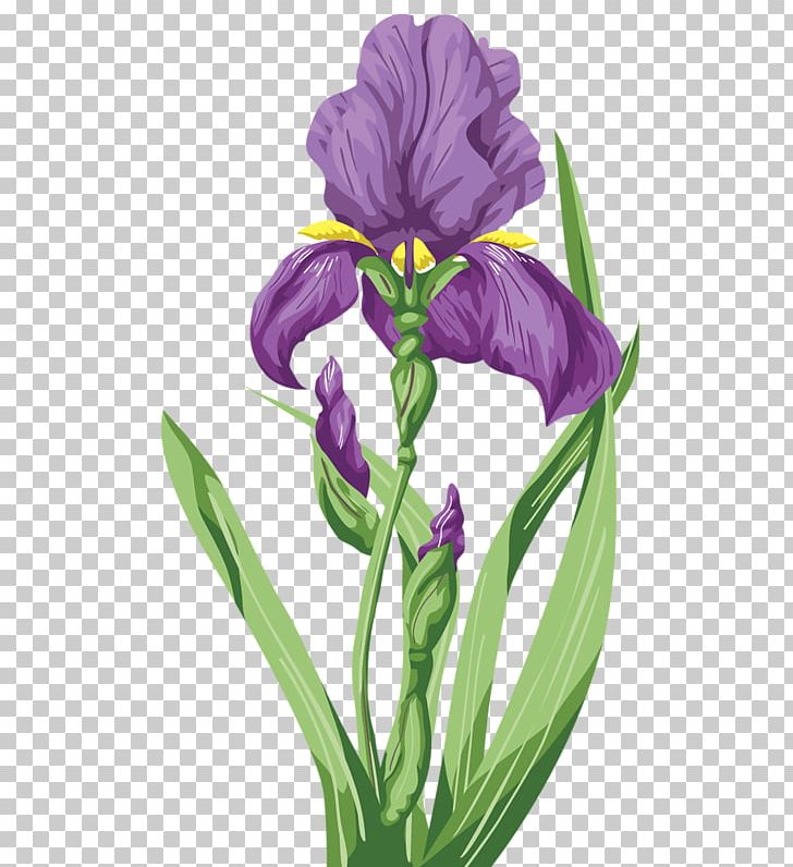 Irises Flower Lilium PNG, Clipart, Art, Color, Flowering Plant, Good, Good Looking Free PNG Download