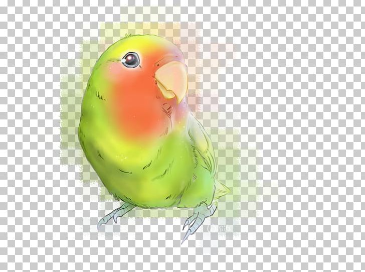 Lovebird Parakeet Feather Beak Fauna PNG, Clipart, Animals, Beak, Bird, Birdy, Common Pet Parakeet Free PNG Download