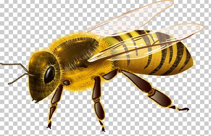 Western Honey Bee Insect PNG, Clipart, Arthropod, Bee, Beehive, Cricket, Drawing Free PNG Download