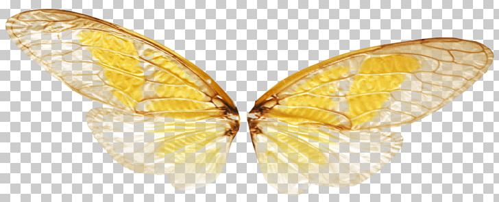 Transparency And Translucency Butterfly Insect PNG, Clipart, Arthropod, Bombycidae, Butterfly, Cicadoidea, Computer Icons Free PNG Download
