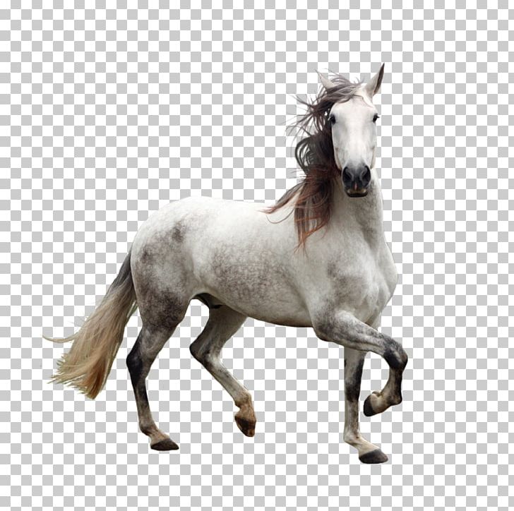 Andalusian Horse Gray PNG, Clipart, 3d Animation, Andalusian Horse, Animal,  Animals, Animation Free PNG Download