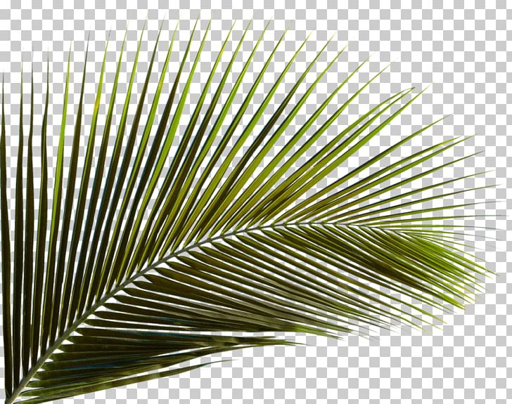 Arecaceae Leaf Palm Branch Areca Palm Coconut PNG, Clipart, Arecaceae, Arecales, Areca Palm, Autumn Leaf Color, Autumn Leaves Free PNG Download