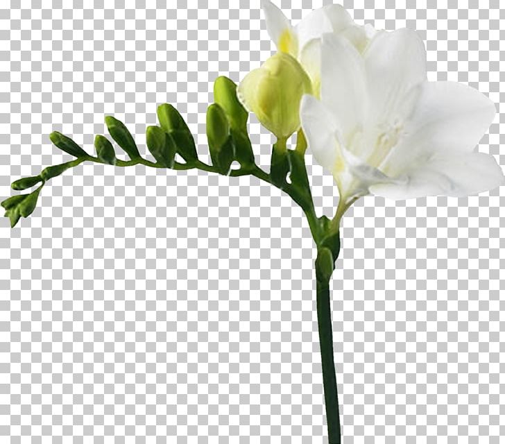 Flower Freesia White Red Yellow PNG, Clipart, Anthophyta, Blossom, Branch, Bud, Color Free PNG Download
