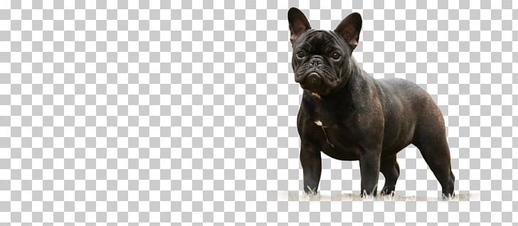 French Bulldog Dog Breed Snout PNG, Clipart, Breed, Bulldog, Carnivoran, Dog, Dog Breed Free PNG Download