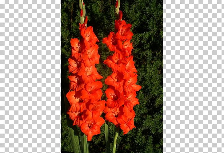 Gladiolus Tuberose Iridaceae Flower Plant PNG, Clipart, Bulb, Corm, Cut Flowers, Elephant Ear, Flower Free PNG Download