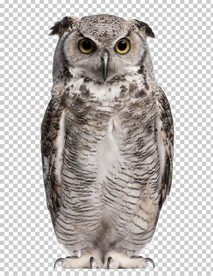 Great Horned Owl Eurasian Eagle-owl Snowy Owl Barn Owl Stock Photography PNG, Clipart, Animal, Animal Photography, Animals, Bird, Bird Of Prey Free PNG Download