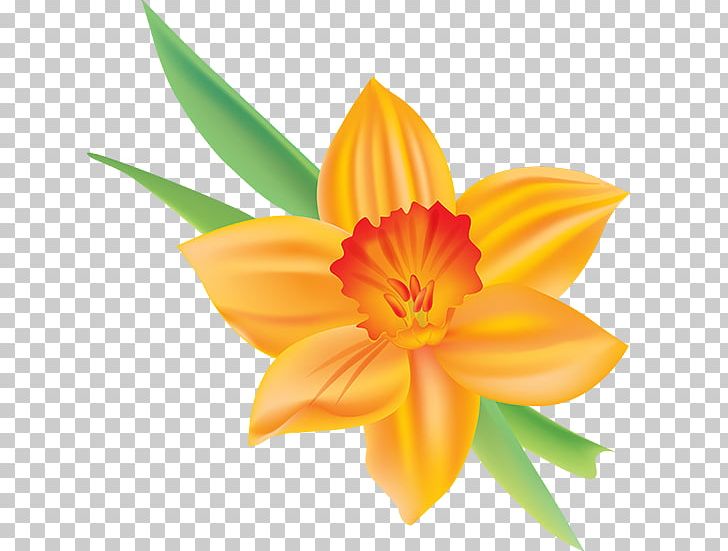 Narcissus Jonquilla Flower Petal Yellow PNG, Clipart, Cicek Resimleri, Cut Flowers, Daffodil, Flower, Flowering Plant Free PNG Download