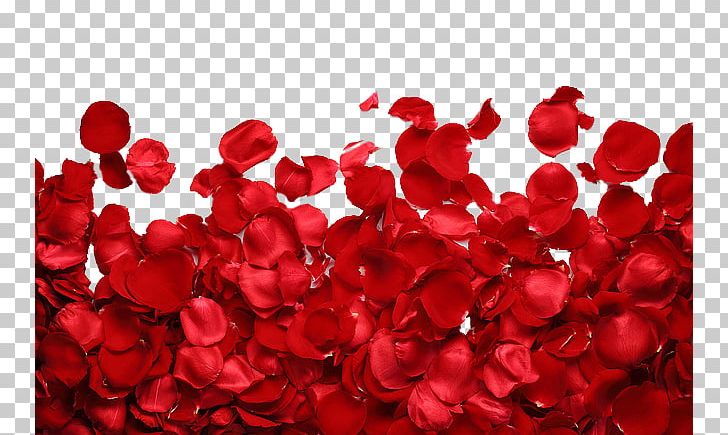 Rose Petal PNG, Clipart, Flower, Flowers, Flower Wall, Garden Roses, Heart Free PNG Download