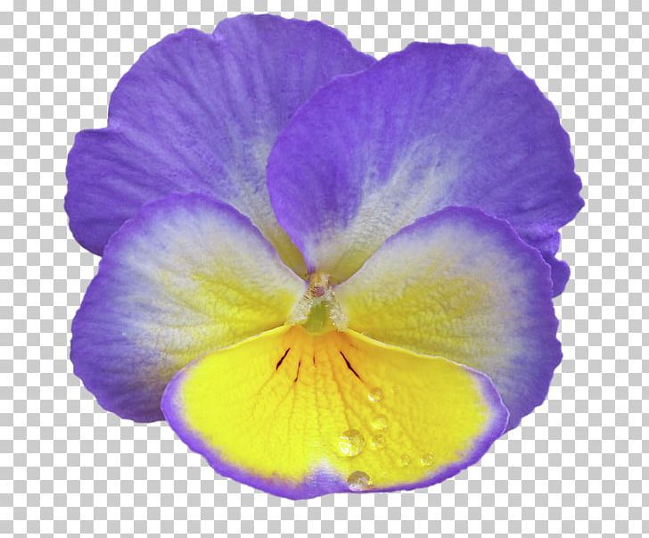 Violet Pansy Lilac Purple Flower PNG, Clipart, Family, Flower, Flowering Plant, Herbaceous Plant, Lavender Free PNG Download