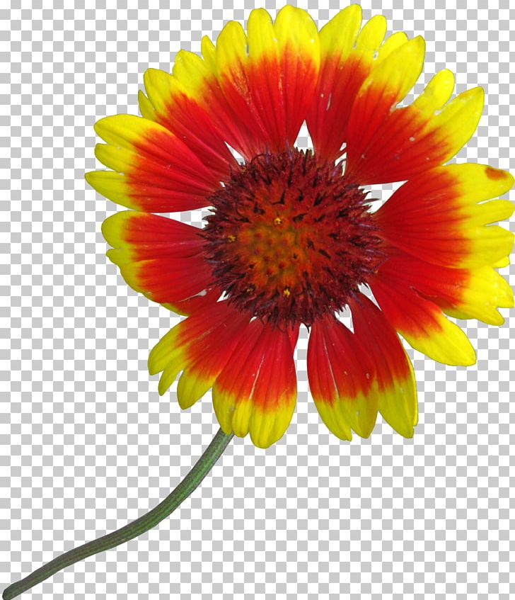 Blanket Flowers Common Sunflower Cut Flowers Petal PNG, Clipart, Annual Plant, Blanket, Blanket Flowers, Chrysanthemum, Chrysanths Free PNG Download