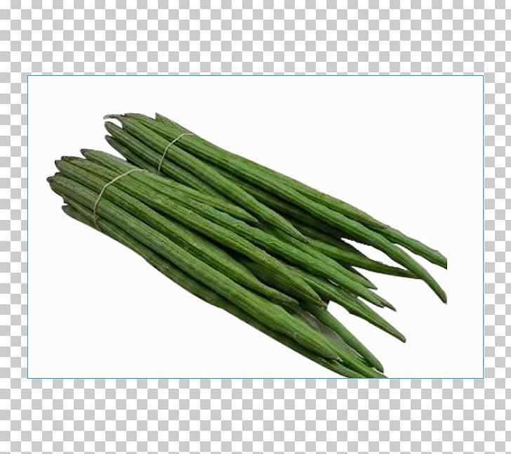 India Drumstick Tree Drum Stick Food Export PNG, Clipart, Asparagus, Company, Drum, Drum Stick, Drumstick Tree Free PNG Download