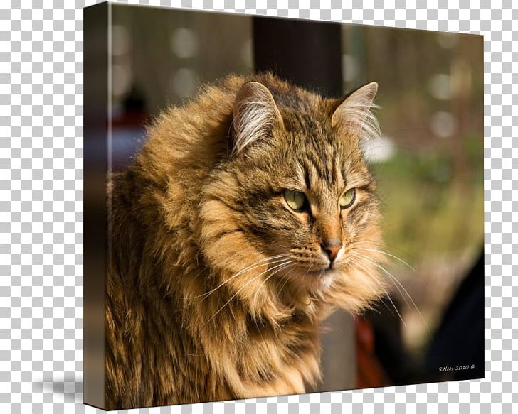 Maine Coon American Bobtail Siberian Cat Norwegian Forest Cat Whiskers Png Clipart American Curl Carnivoran Cat