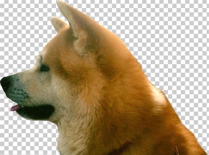 Shiba Inu Akita Finnish Spitz Korean Jindo Eurasier PNG, Clipart, Akita, Akita Inu, Carnivoran, Companion Dog, Dog Free PNG Download