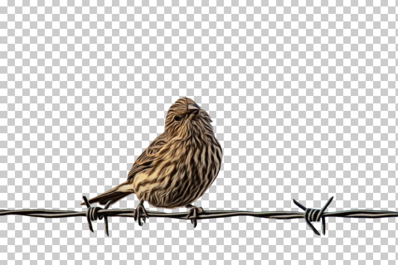 Feather PNG, Clipart, American Sparrows, Beak, Birds, Feather, Finches Free PNG Download