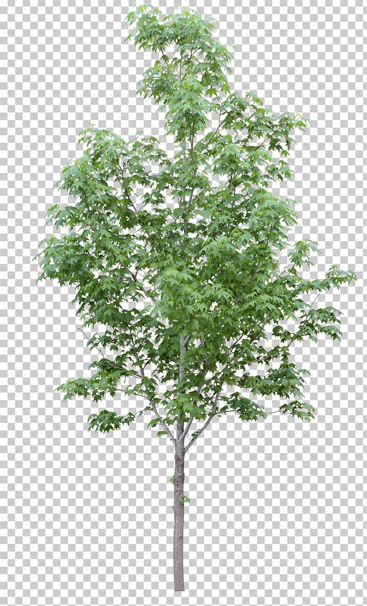 Acer Campestre Tree Oak Plant Stock Photography PNG, Clipart, Acer