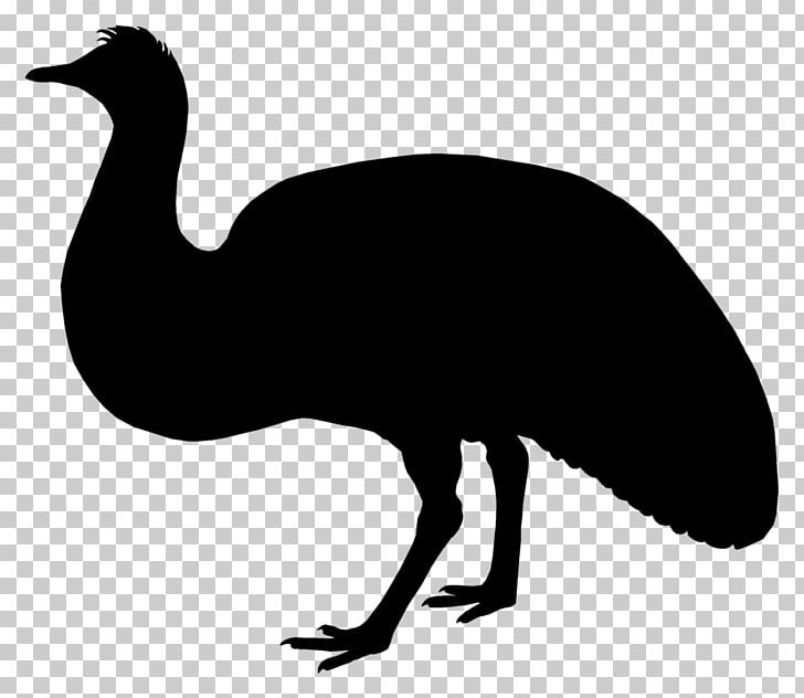 Emu Common Ostrich Galliformes Fauna PNG, Clipart, Animals, Beak, Bird, Black And White, Common Ostrich Free PNG Download