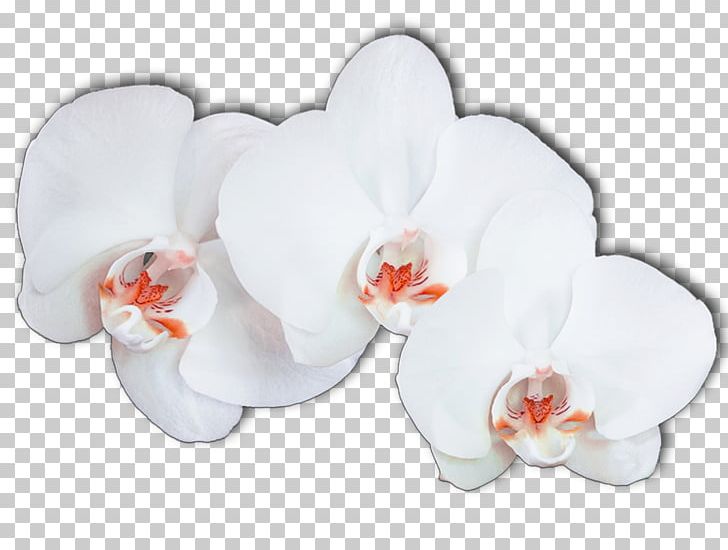 Moth Orchids Ping Flower PNG, Clipart, Art, Cut Flowers, Deviantart, Dishware, Flower Free PNG Download